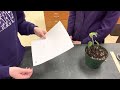 how to measure leaf area for willie and the beanstalk ksu