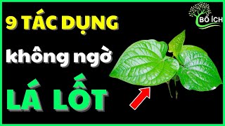 9 Tác Dụng Bất Ngờ Của Lá Lốt Chữa Được 9 Căn Bệnh Thường Gặp Nhất - kênh sức khoẻ bổ ích