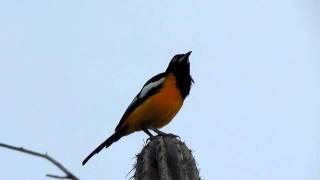 Aruba Birds - Troupial Aruba Arikok National Park Nov 27 2011