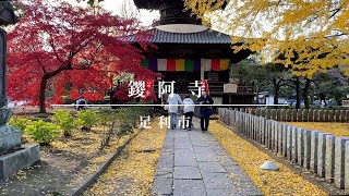 【栃木県足利市】鑁阿寺の紅葉