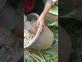 membuat pakan ayam kampung murah