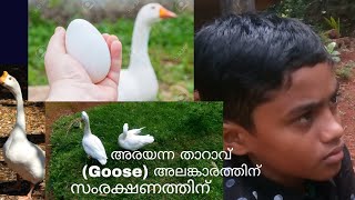 Goose (അരയന്നത്താറാവ്, വാത്ത ) വളർത്തൽ .കീരി കുറുക്കൻമാരിൽ നിന്ന് കോഴികളെ ഇവർ സംരക്ഷിക്കും .