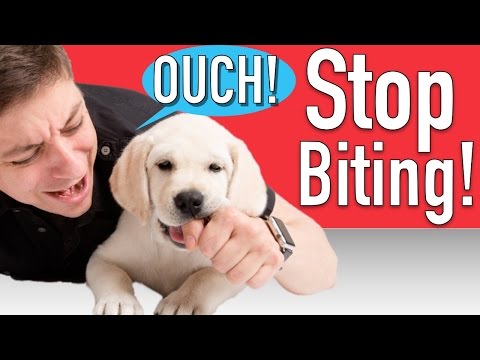 How to Train your Puppy to Stop Biting How to Train your Puppy to Stop Biting