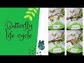 Butterfly life cycle project || Science project for students || Creative Hours Queen