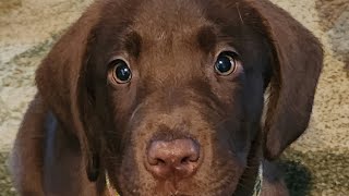 🤎🖤💛🐾 Welcoming Kamberli Jo to our lab family. 🥰🦴🐾