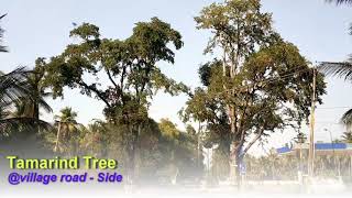 Tamarind Tree | புளிய மரம் | சாலை ஓரங்களில் புளிய மரம் | Amazing View