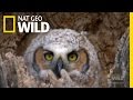 Orphaned Owls | Nat Geo Wild