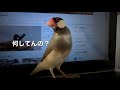 桜文鳥ほーちゃんの雄叫び！ 何を叫んでんの？ 文鳥動画 java s roaring