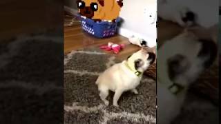 Maisy the Crazy Pug scratching her bum