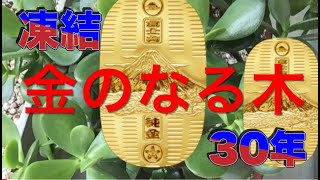 【金のなる木】植え替えから剪定へ