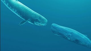 Livyatan vs sperm whale