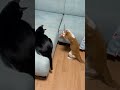 이것은 입에서 나는 소리가 아녀 so fast cat 고양이 shorts 빠르다 퍼포먼스