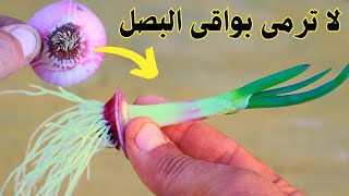 زراعة البصل من لا شئ🌱طريقة جديدة لم تخطر على بالك🛑لا ترمى البواقى ازرعها ووفر فى البيت