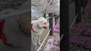 桜並木散歩 #トイプードル #わんこ #dog #散歩