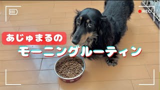 【モーニングルーティン】愛犬あじゅまるの朝の様子