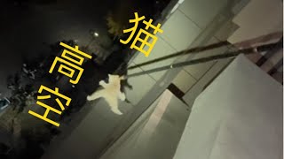 【本喵叫兔兔🐰】解救被困在高空窗外的小橘貓 #萌寵出道計劃 #貓德學院 #綁架代替購買