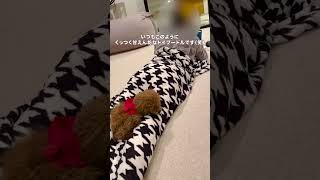 いつでもどこでもくっ付いてくる甘えん坊なトイプードル🐶