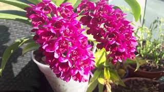 Rhynchostylis gigantea red