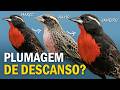 Pássaro com PLUMAGEM DE DESCANSO? Ornitólogo Responde 52