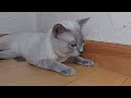 生後44日目のロシアンブルー子猫のパパ「いもいも」