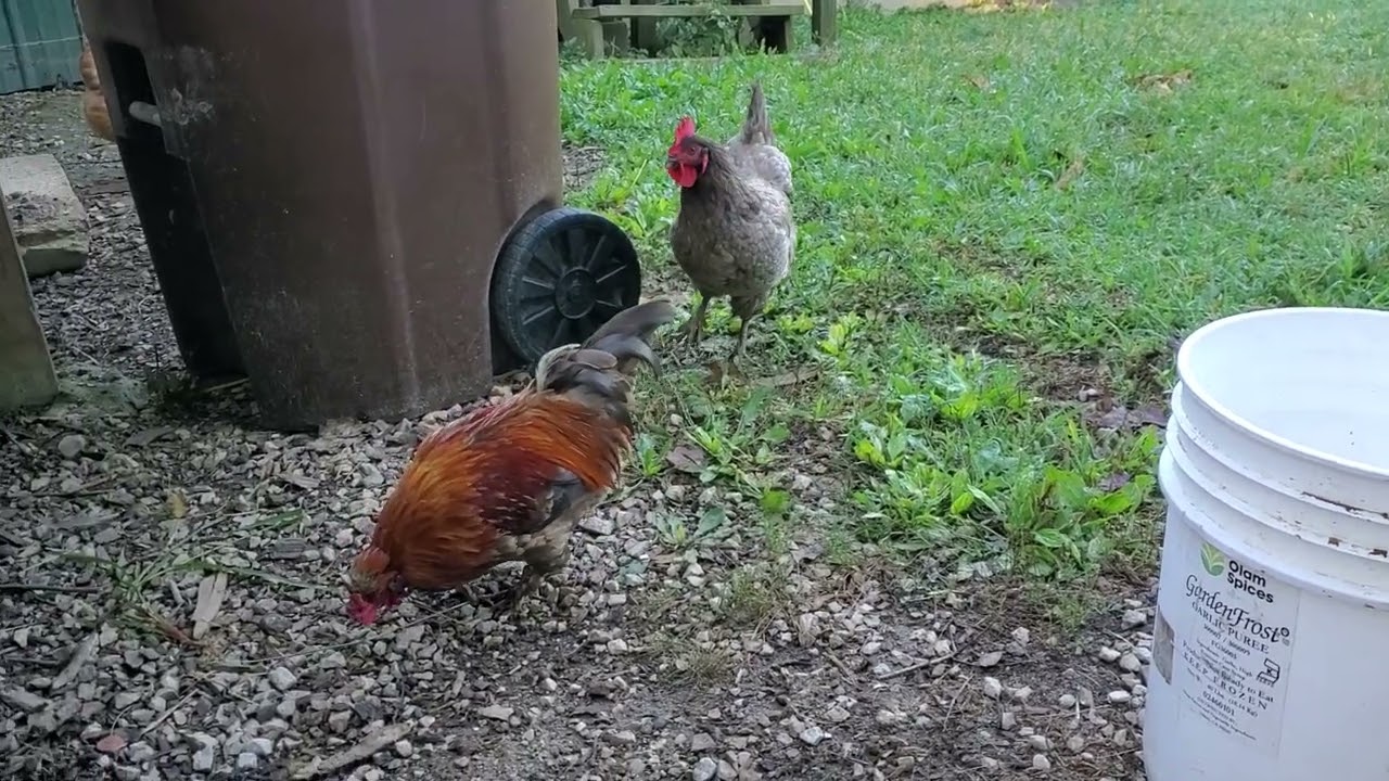 Rooster Crowing Loud And Up Close - YouTube