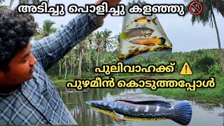 പുലിവാഹക്ക് food കൊടുത്തപ്പോ ഞെട്ടി പോയി 😂| feeding malabar snakehead 🥵🥵 #fishes #aquariumfish