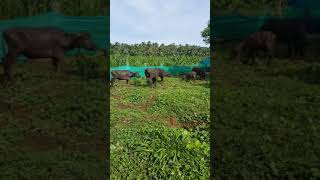 RAMI mixed farm vengara oorakam 9846916660