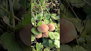 colors of autumn        ASMR#honey mushrooms#mushrooms# city #November#autumn#spring #flowers