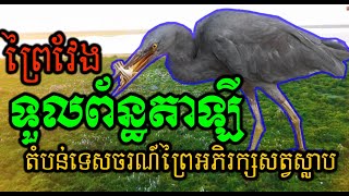 ទួលពន្ធ័តាឡី,ព្រៃវែង,តំបន់ព្រៃអភិរក្សសត្វស្លាប,Toulpointaley,Prey Veng,Bird Protecting Zone