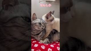 【猫動画】ラグドールの成長エグっ😈#shorts #cat #猫 #アメリカンショートヘア#ラグドール