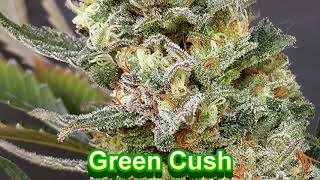 Lineage Genetics - Cannabis Strain Series #67 - STRAIN TV