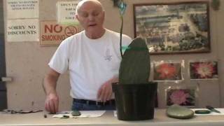 Grafting Epiphyllum to Opuntia.wmv