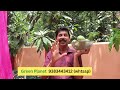 15 വർഷമായി കായ്ക്കാതെ നിന്ന മാവ് കായ്ച്ചു mango farming tips