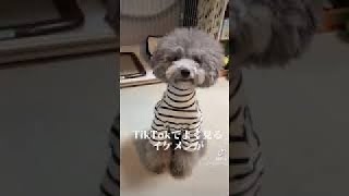 【TikTok】The genius dog is too popular grass Cute \u0026 Funny Dog Short Videos