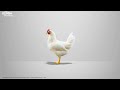 KEMZYME® Protease-multi-protease solution for improving protein efficiency in poultry diet