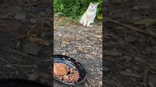 いつも先にやってくる腹ペコの野良猫のシロちゃんが相棒のエサを狙う　A hungry stray cat tries to get his partner's cat food #shorts