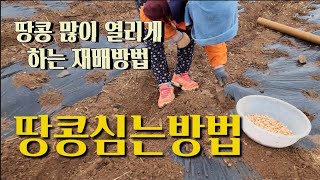 땅콩 심는시기와 방법