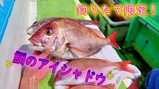 釣りたてじゃないと絶対に見れない！美しすぎるアイシャドウを釣る！東京湾・内房のコマセ真鯛釣り