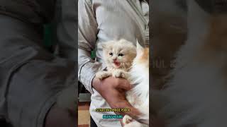 Persian kittens available at 3000 rupees | RAHUL KOCHI