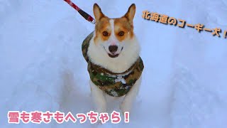 雪まみれでも平気なコーギー～最後はコタ飯です