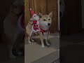 クリスマス shorts 柴犬 dog