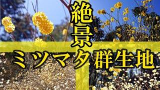 【滋賀県ミツマタ群生地】絶景！一面に広がる黄金色の花々