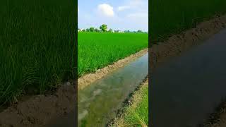 ਪੰਜਾਬੀ ਤੋਂ ਬੋਲਣ ਸਿੱਖੋ  Punjabi to English speaking #shortvideo #kisan #farm Punjabi to English