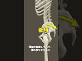 慢性腰痛分類：屈曲型腰痛　原因とケア