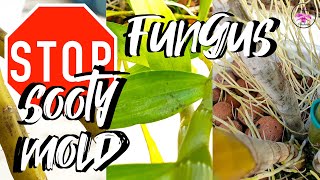 How to eradicate Sooty Mold Fungus Easy! Effective! | Why Sooty Mold Fungus happens #ninjaorchids