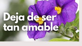 🦋 No seas tan amable o abusaran de ti