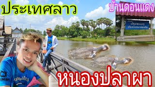 รีวิวหนองปลาปาผา(ตะผาบ)บ้านดอนแดงแขวงสะหวันนะเขตสปปลาว16/06/23