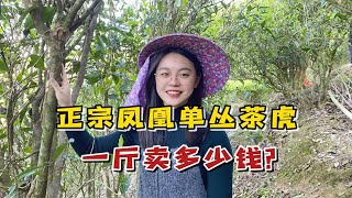 正宗凤凰单丛茶虎，一斤卖多少钱？内行人无奈揭秘价格体系！