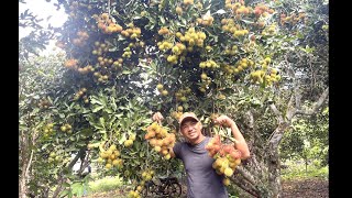 Rambutan Farm in Ratanakiri         ចំកាសាវមាវនៅខេត្តរតនគីរី