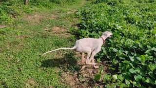 Mudhol Dog Running Speed (Indian Breed Power)🐶🙈🐕 🐩 🦮🐕‍🦺